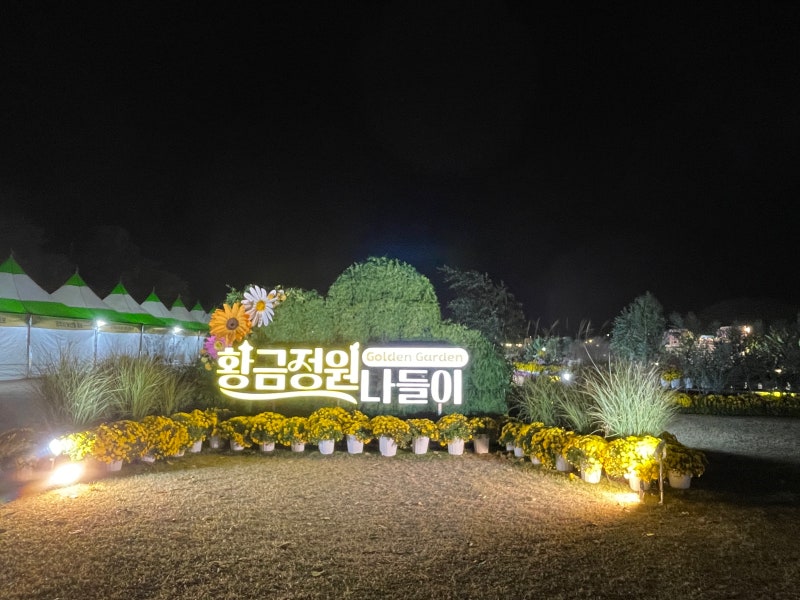 경주 황금정원나들이 & 신라문화제 마지막 날 저녁! 가을밤 국화꽃 피운 첨성대 야경 산책 ✨