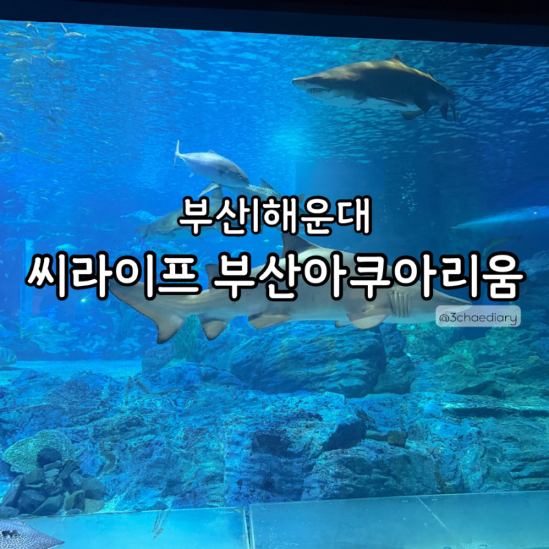 씨라이프 부산아쿠아리움 입장권 할인·주차 총정리｜인어공주 공연 시간