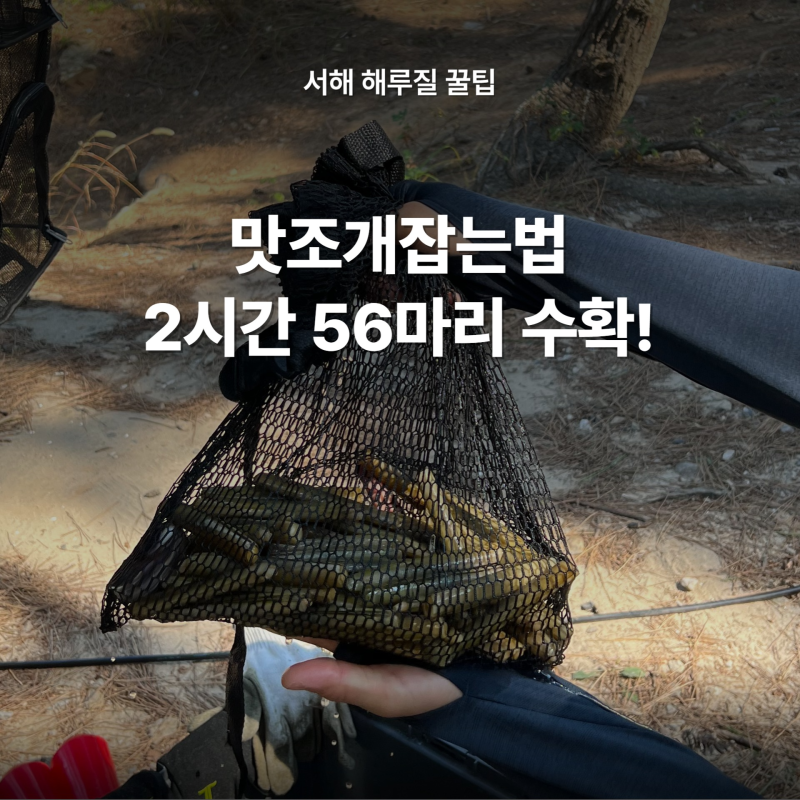 맛조개잡는법 꿀팁 총정리! 2시간 만에 56마리 잡은 서해 해루질 후기