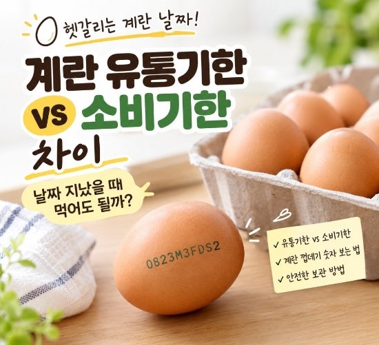 계란 유통기한 vs 소비기한 차이와 보관법｜지난 날짜... 먹어도 될까?