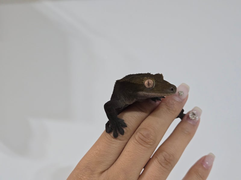 크레스티드게코 도마뱀 키우기, 크레 키우기 진짜 쉬울까