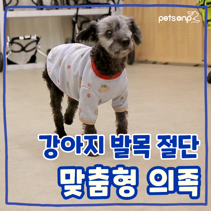 강아지 의족 제작 사례｜유기견 푸들의 맞춤형 의족 피팅