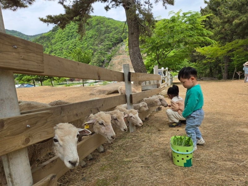 남해 양떼목장 양마르뜨언덕
