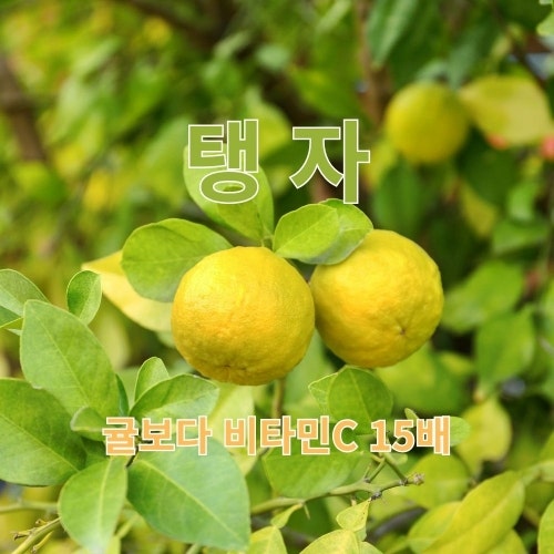 탱자효능과 먹는법, 탱자청 담그는 법과 부작용까지 정리