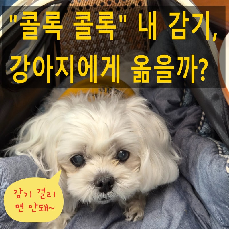 사람 감기와 강아지 감기의 전염 가능성과 보호자가 알아야 할 일
