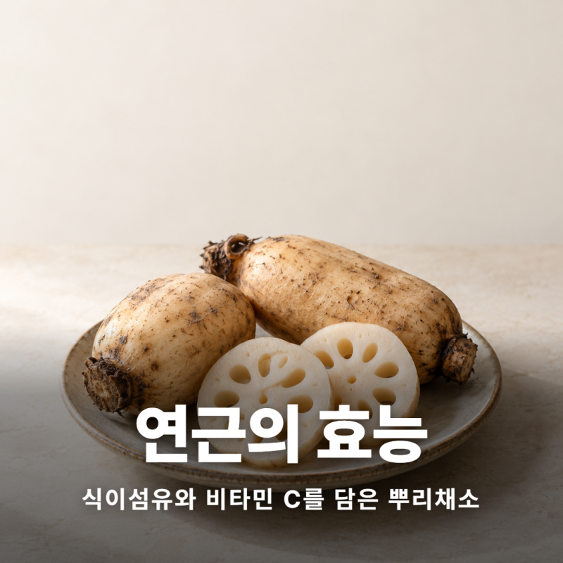 연근 효능과 성분 부작용 칼로리와 보관법