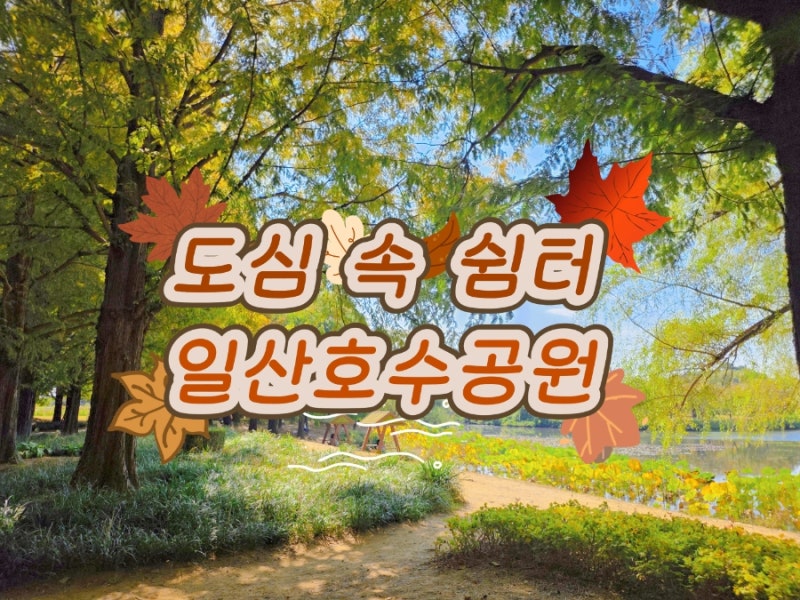 [일산 가볼만한곳] 고양가을꽃축제가 한창인 여유로운 도심 속 쉼터, 일산 호수공원 주말 나....