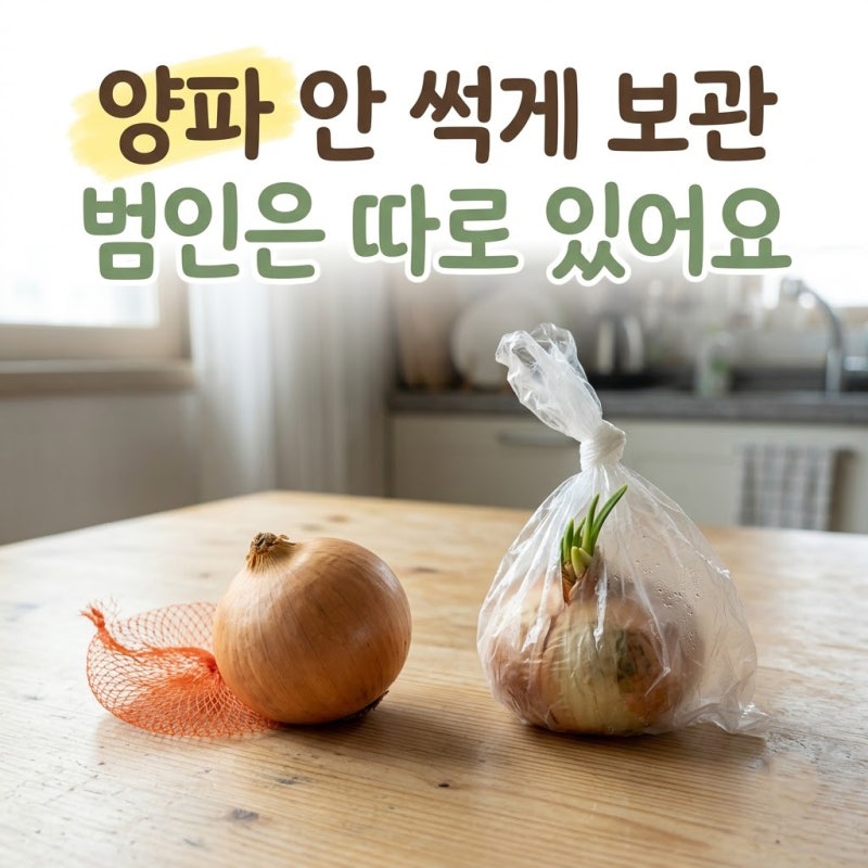양파 안 썩게 보관, 상온 vs 냉장 정답은?