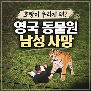 영국 동물원 호랑이 우리 들어간 남성 사망, 시베리아 호랑이 공격, 무슨 일이?