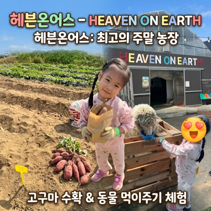 [용인] 아이랑 가볼만한곳 헤븐온어스, 고구마 1kg 캐고 도시락까지 먹은 체험농장!할인팁,요....