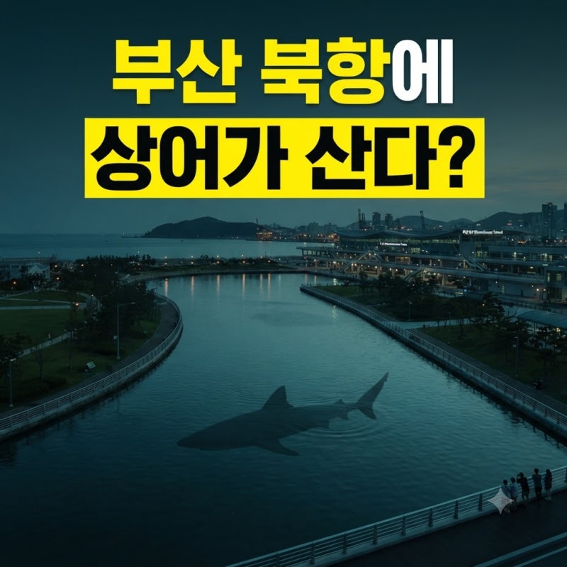 부산 친수공원 상어 부캉이 위치와 뜻: 지금 있나·종류 흑상어 정체 굿즈