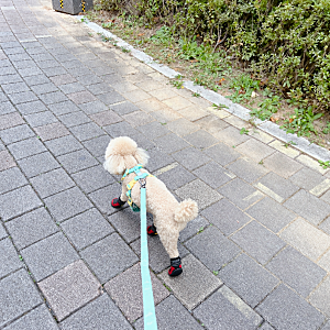 비오는날 강아지 산책 겨울 강아지 신발 우산 필요할까?