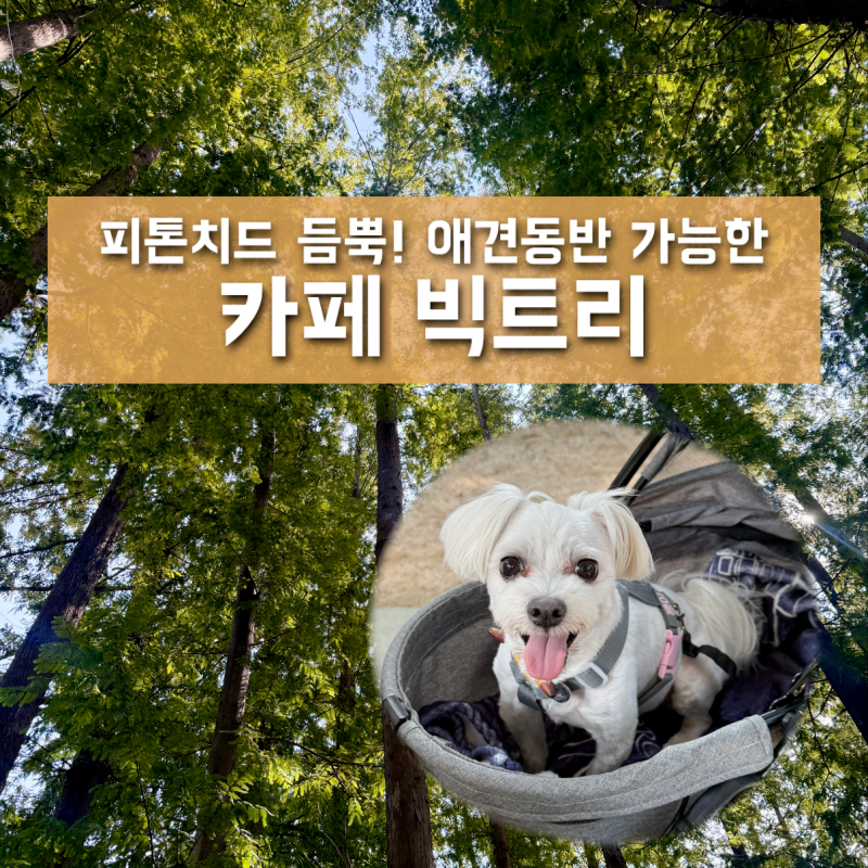 시흥 물왕저수지 근처 빅트리 | 애견 동반 가능한 산림욕 카페 추천, 메뉴판과 꿀팁 안내