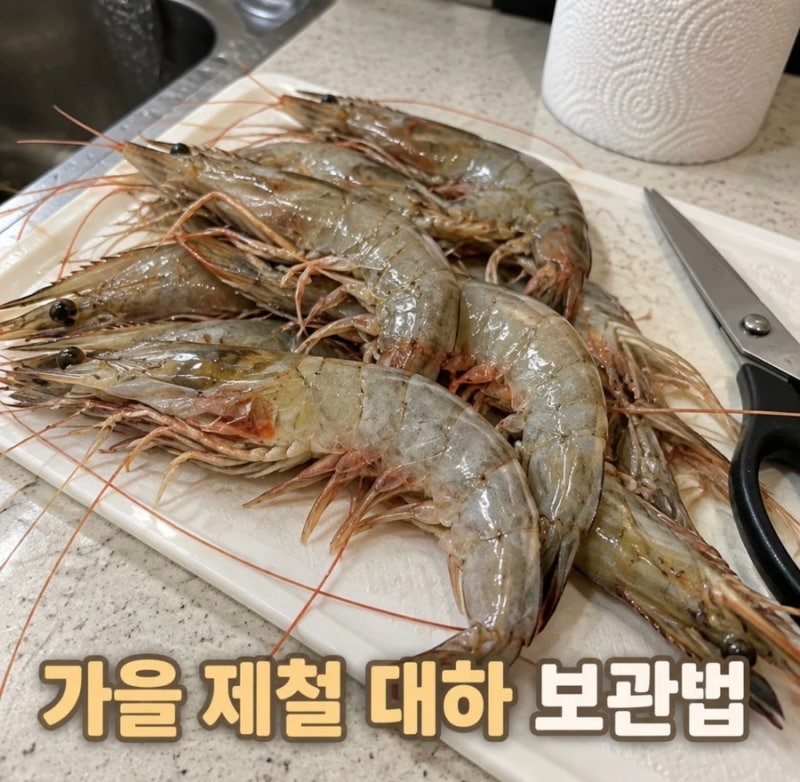 가을 제철 대하 보관법｜손질부터 냉동 보관까지 신선하게 보관하는 팁