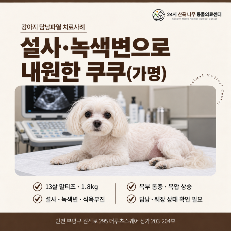 강아지 담낭파열 응급수술, 설사와 식욕부진으로 내원한 13살 말티즈 쿠쿠(가명)의 담낭적출....