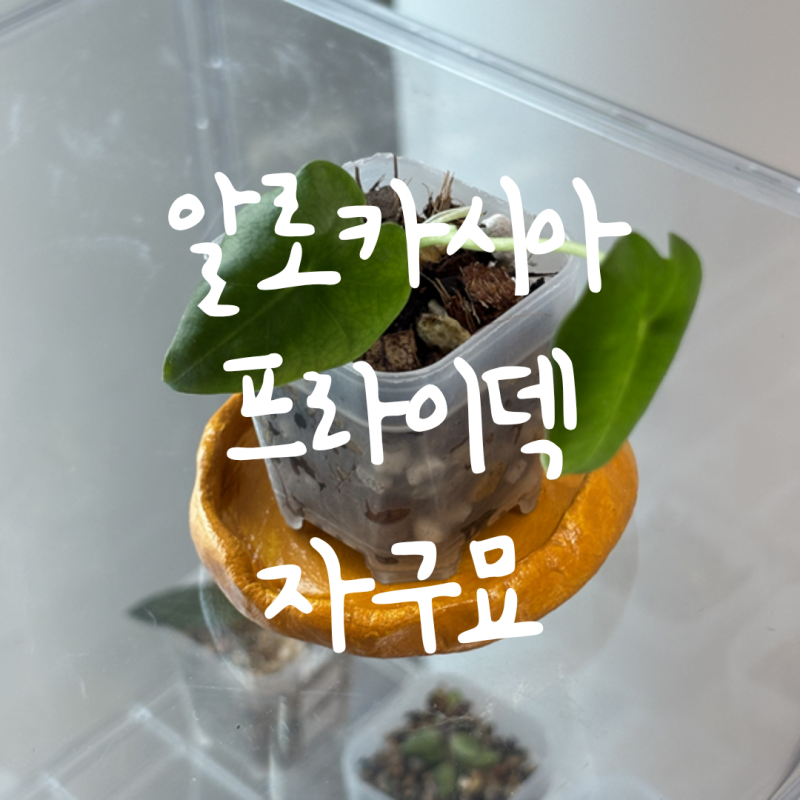 [알로카시아 프라이덱] 혼자 알아서 깨어난 자구, 개복치 알로카시아,,프라이덱,,,넌 내게 너....