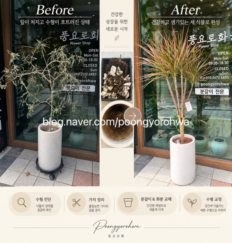 [풍요로화]전주 대형화분 분갈이 / 기존 화분을 활용한 식물 교체