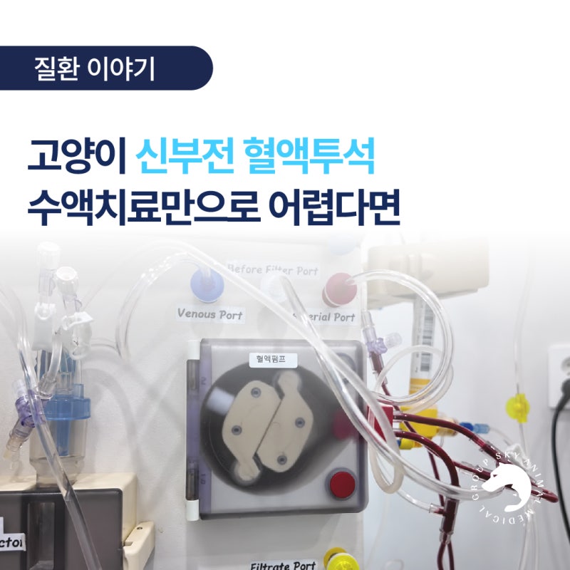 고양이 신부전 혈액투석 급성신부전에서 고려하는 이유