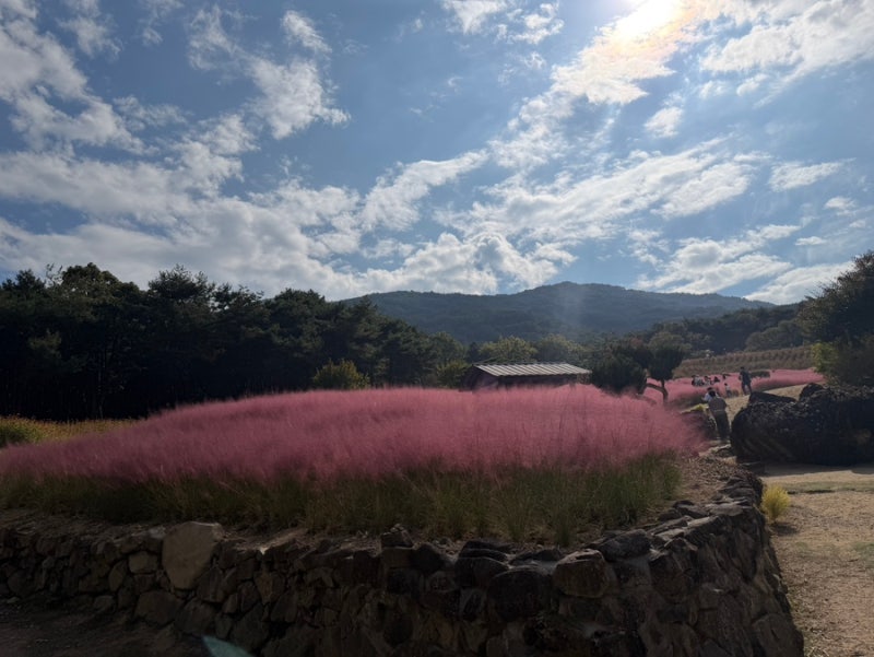 아이랑 가볼만한 곳: 칠곡 가산수피아 주차, 핑크뮬리, 동물 체험, 공룡공원, 식당, 지도 총정....