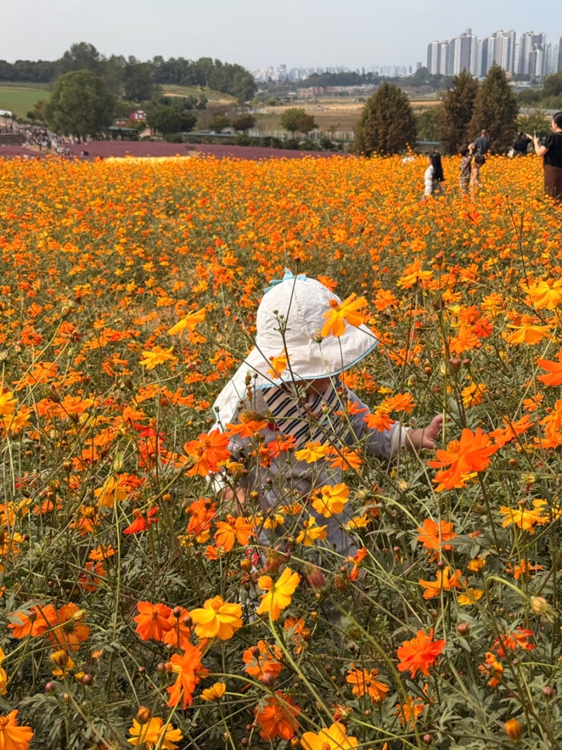 안성팜랜드 주말 방문 전 알아둘 것, 요금·패키지·할인 총정리