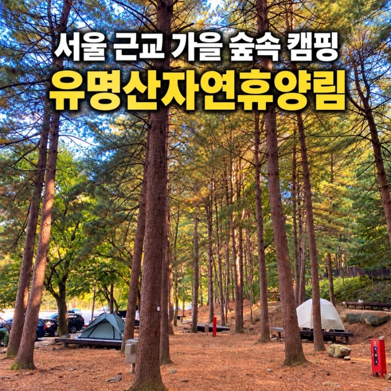 국립 유명산 자연휴양림 103번 데크 캠핑 후기｜2박 3일 가을 캠핑