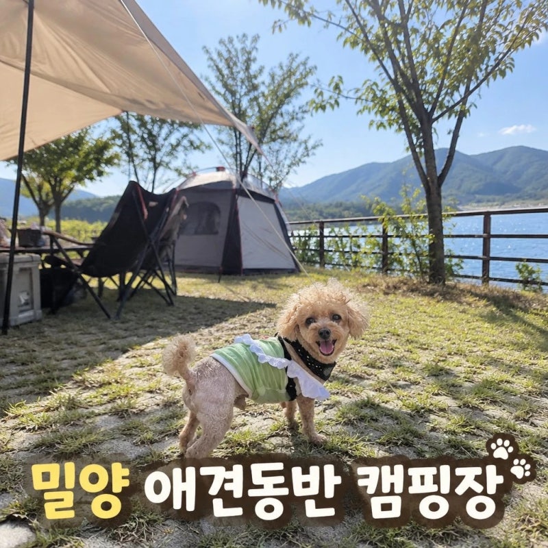 경남애견동반캠핑장 추천 밀양 뷰 좋은 캠핑장