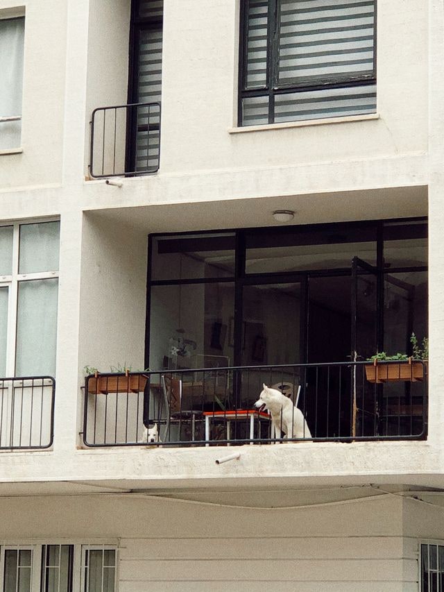 반려견 아파트 이사, 평수보다 산책로를 먼저 본 이유