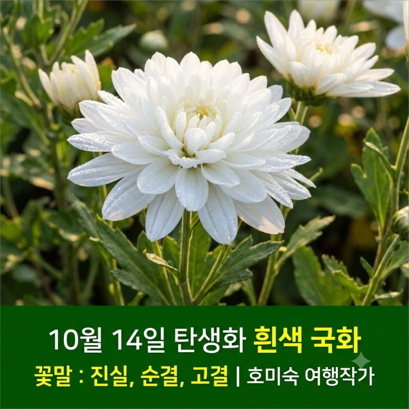 10월 14일 탄생화 흰색 국화 꽃말 흰색 국화 효능 키우기
