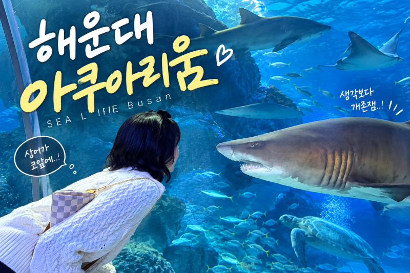 부산 해운대 아쿠아리움 씨라이프 후기 입장료부터 먹이주기 체험까지