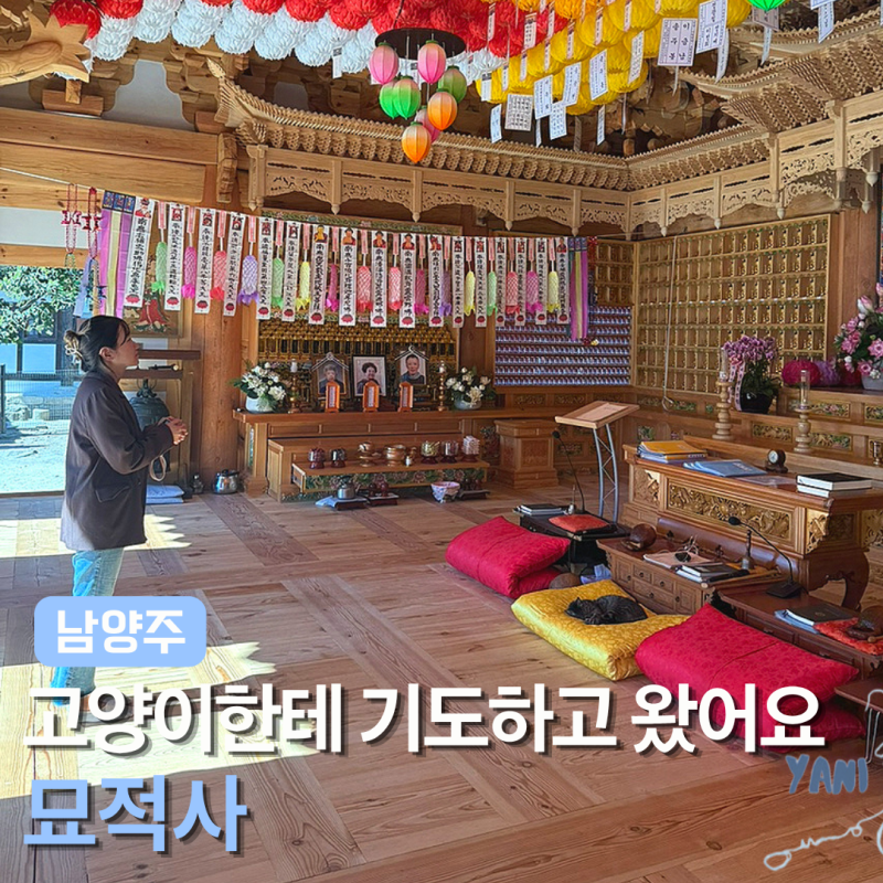 남양주 나들이 코스 가볼만한곳 서울 근교 묘적사 고양이 템플스테이