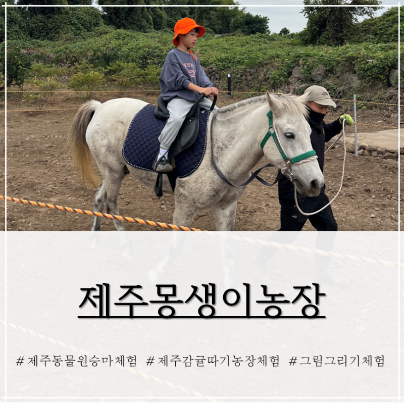 제주공항 근처 제주승마체험 추천! 감귤따기 농장체험도 가능한 제주몽생이농장