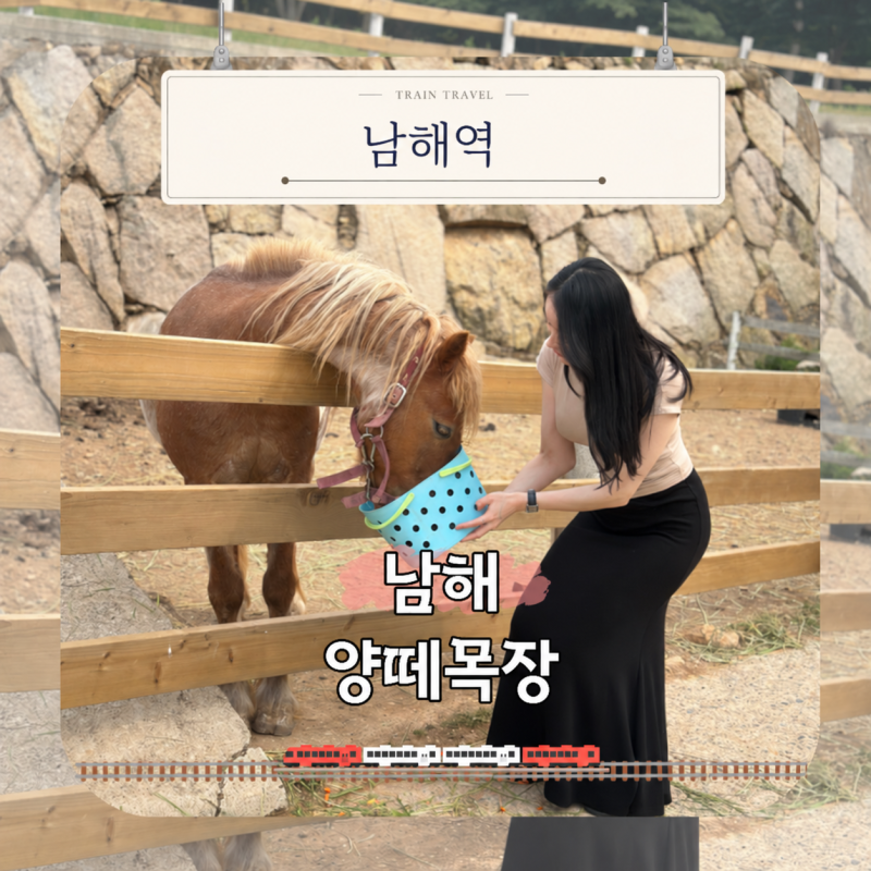 남해 여행 코스 추천, 양떼목장 양 먹이체험과 방문 정보