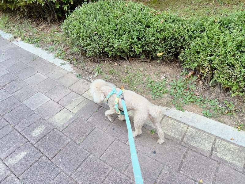 강아지 산책 시간 시기 종합백신 강아지 진드기 예방 퇴치제 중요성