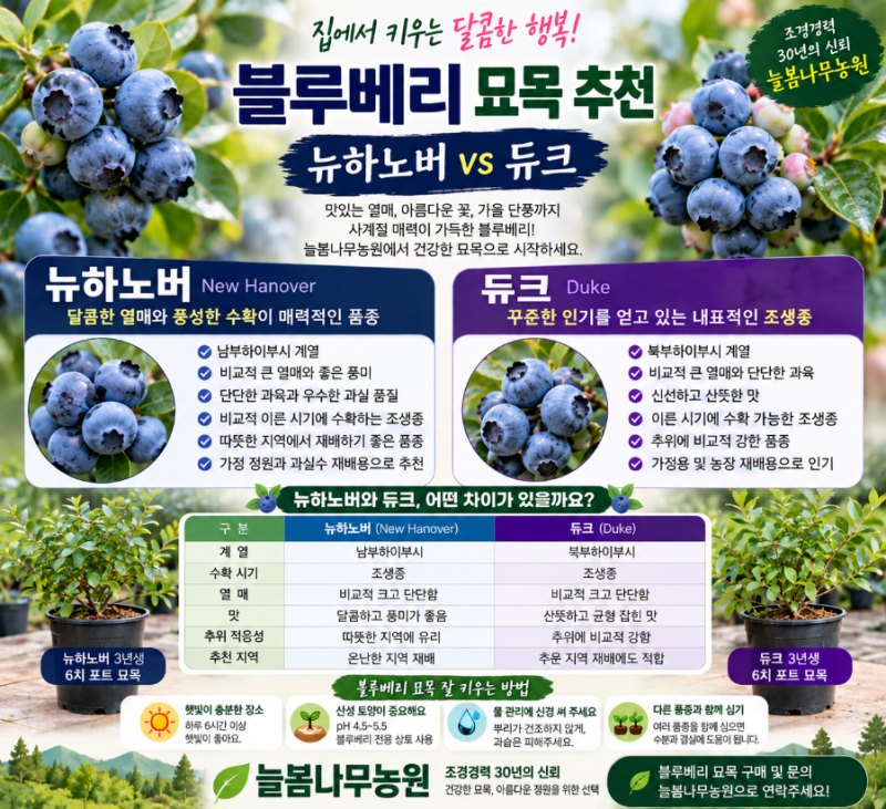블루베리 묘목 추천! 뉴하노버와 듀크 품종 비교 .