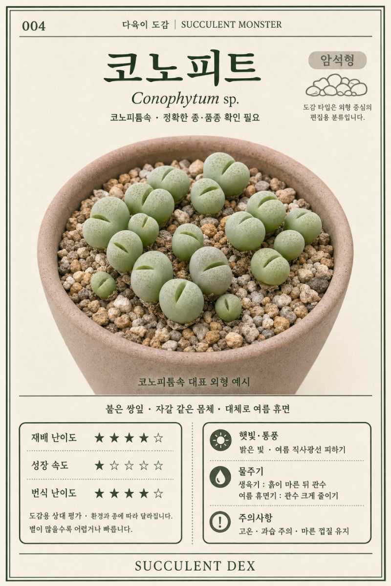 [No.004] 코노피튬 키우기, 자갈인 줄 알았는데 살아 있는 식물이라고?