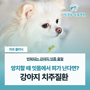 [대구 동물병원] 강아지 양치할 때 잇몸에서 피가 난다면? 치주질환 확인하기 | 박경동 동물....