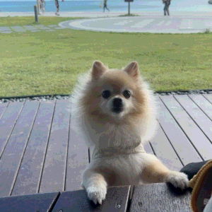 강아지랑 떠난 부산 여행에서 찍은 사진 모음 zip.2 (해운대 애견동반 카페, 블루라인파크 스....