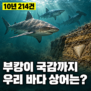 부캉이 국감 등장, 상어 출현 10년 214건…우리 바다엔 어떤 상어가 살까