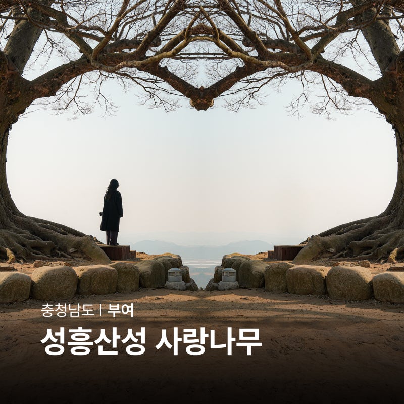 부여 성흥산성 사랑나무 주차장 환혼촬영지 부여 관광지