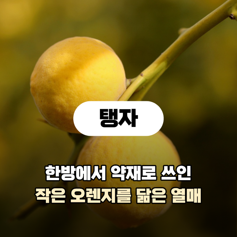 탱자가 아토피에 좋다는 말, 사실일까? 탱자 효능 먹는법 유자와 차이