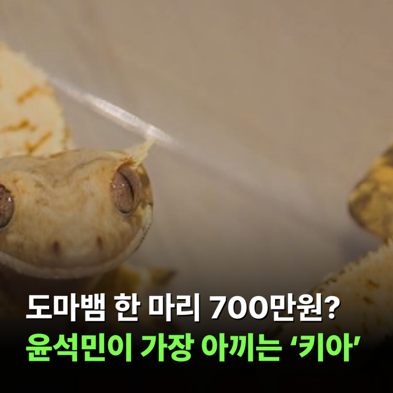 “도마뱀 한 마리가 700만원?” 윤석민 집 공개되자 모두가 놀란 이유