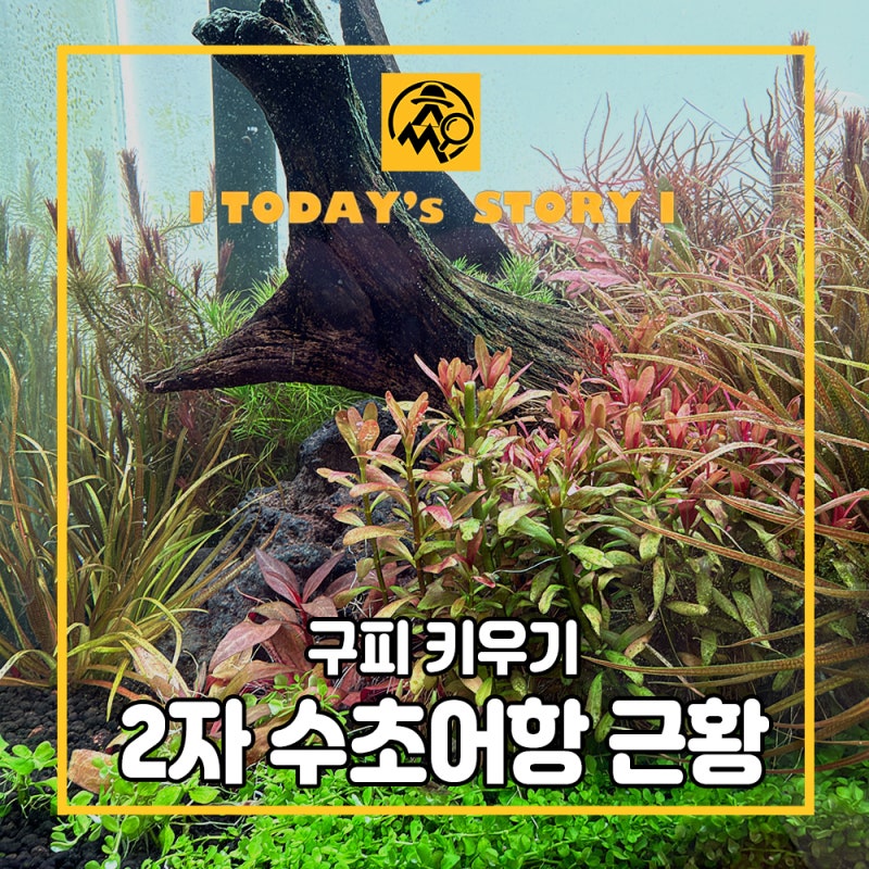 구피 키우기, 2자 풀레드 구피 수초어항 트리밍후 일주일