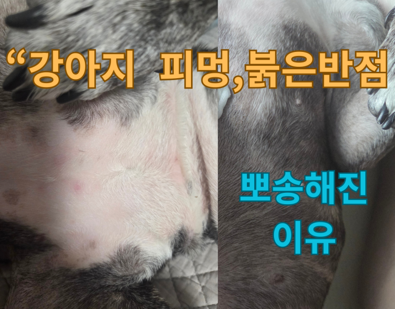"프렌치 불도그 접촉성 피부염 "비포 & 애프터! 전후 비교