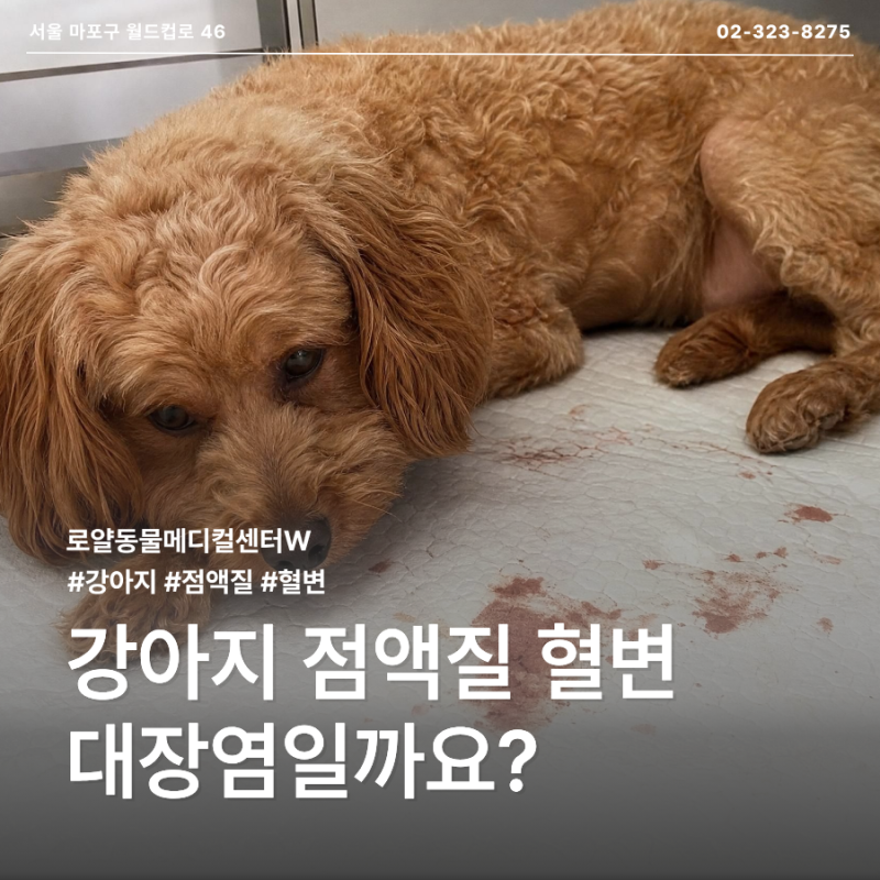 강아지 점액질 혈변｜젤리 같은 피 섞인 변, 대장염일까요?