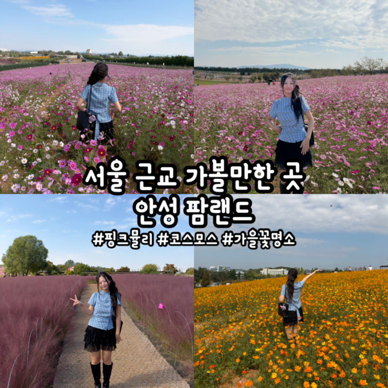 [안성] ‘안성 팜랜드’ 입장권 할인, 주말 주차, 서울 근교 가볼 만한 곳, 핑크뮬리 현황, 코....
