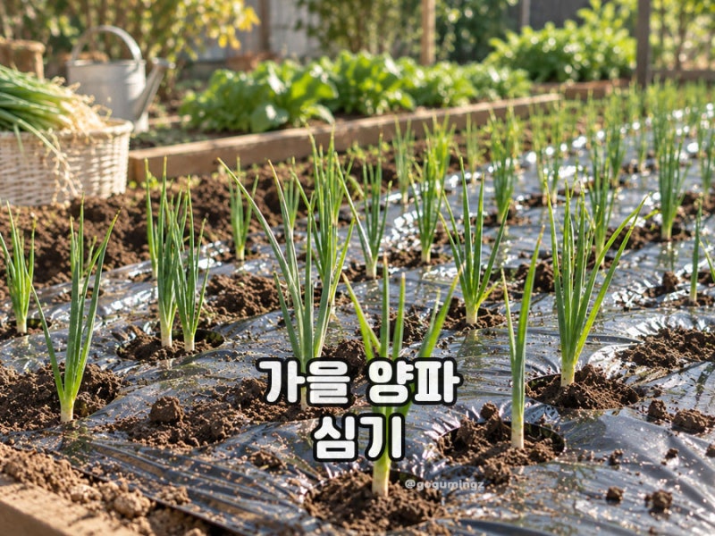 가을 양파 모종 심는 시기 겨울 관리 방법은?