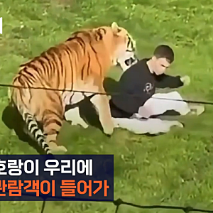 영국 동물원 호랑이 공격 사고, 우리 안에 들어간 남성 결국 사망