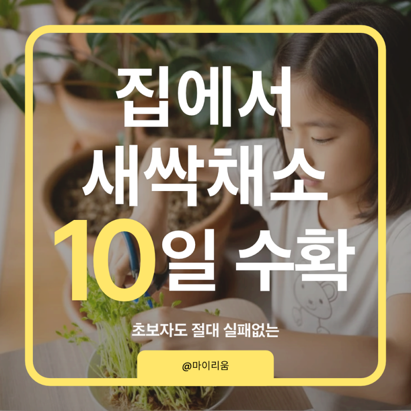 집에서 보리, 브로콜리 새싹, 유채 10일 만에 수확 가능?