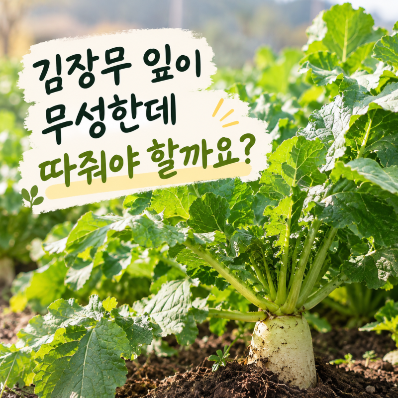 김장무 잎 무성하다고 막 따지 마세요! 잘못하면 무가 안 굵어집니다