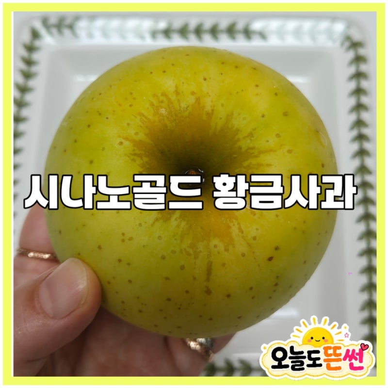 가을제철과일 시나노골드 황금사과 뜻 수확시기 칼로리 맛 보관방법